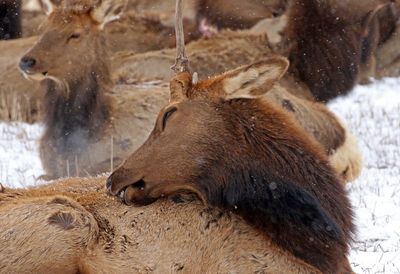 Elk 2023-02-15