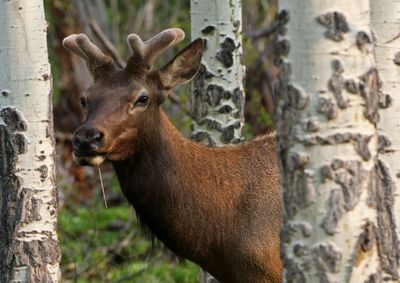 Elk 2023-05-22