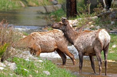 Elk 2023-05-22