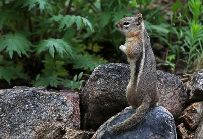 Golden-mantled Ground Squirrel 2023-06-05