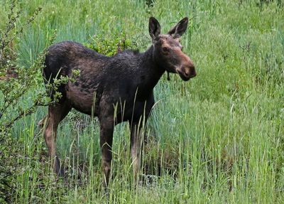 Moose 2023-06-12