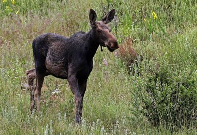Moose 2023-06-12