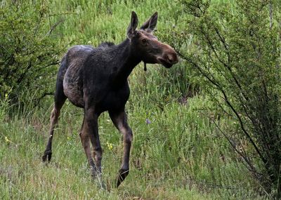 Moose 2023-06-12