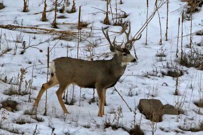 Mule Deer 2023-01-08