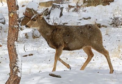 Mule Deer 2023-02-15
