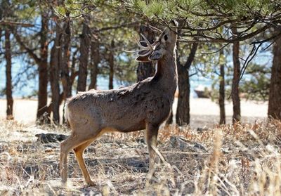 Mule Deer 2023-03-06