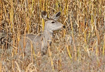 Mule Deer 2023-10-09