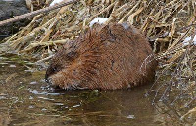 Muskrat 2023-01-06