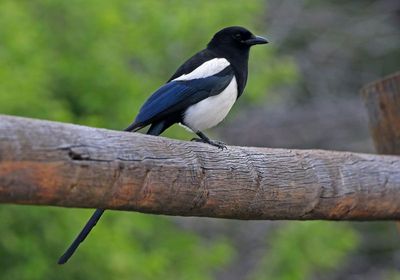 Black-billed Magpie 2023-06-07