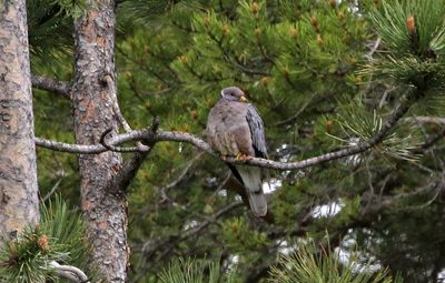 Band-tailed Pigeon 2023-06-05