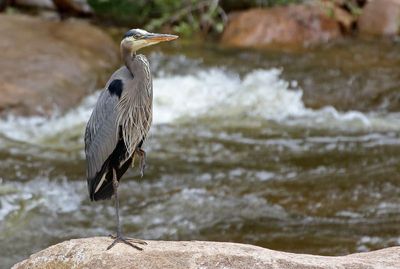 Great Blue Heron 2023-06-05