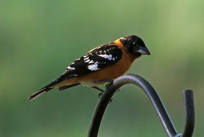 Black-headed Grosbeak 2023-05-16