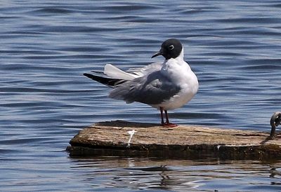 Bonaparte's Gull 2023-05-01