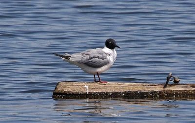 Bonaparte's Gull 2023-05-01