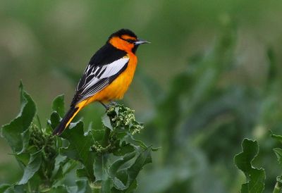 Bullock's Oriole 2023-05-26