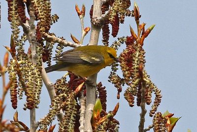 Blue-winged Warbler 2023-05-22