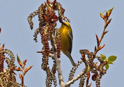 Blue-winged Warbler 2023-05-22