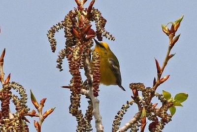 Blue-winged Warbler 2023-05-22