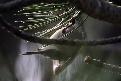 Golden-winged Warbler 2023-05-22