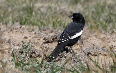 Lark Bunting 2023-05-01