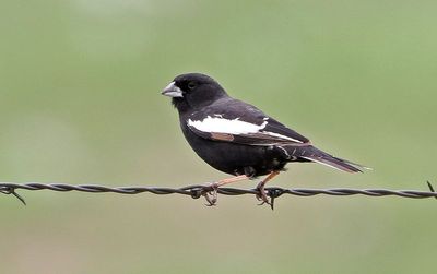 Lark Bunting 2023-05-24