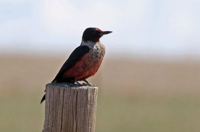 Lewis's Woodpecker 2023-05-08
