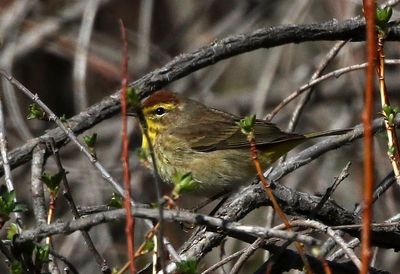 Palm Warbler 2023-05-01