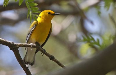 Prothonotary Warbler 2023-05-03