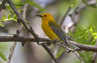 Prothonotary Warbler 2023-05-03