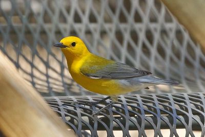 Prothonotary Warbler 2023-05-03