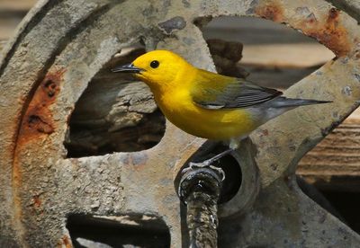 Prothonotary Warbler 2023-05-03