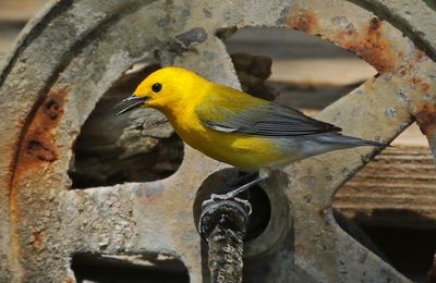Prothonotary Warbler 2023-05-03