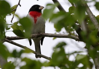 Rose-breasted Grosbeak 2023-05-15