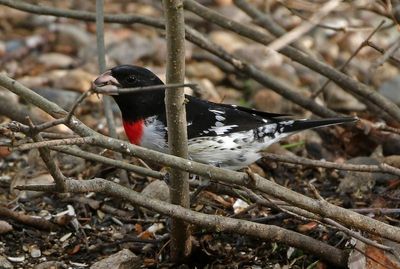 Rose-breasted Grosbeak 2023-05-15