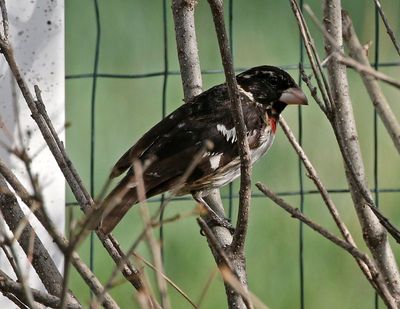 Rose-breasted Grosbeak 2023-05-15