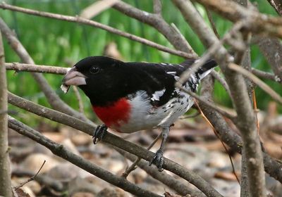 Rose-breasted Grosbeak 2023-05-15