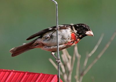 Rose-breasted Grosbeak 2023-05-15