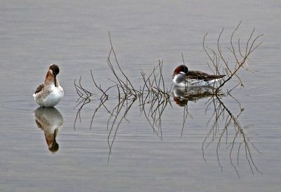 Red-necked Phalarope 2023-05-15