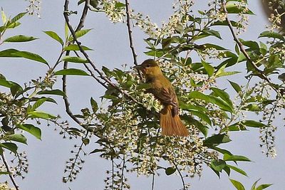 Summer Tanager 2023-05-15