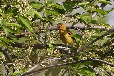 Summer Tanager 2023-05-15