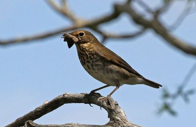 Swainson's Thrush 2023-05-08