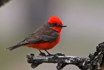 Vermilion Flycatcher 2023-05-07