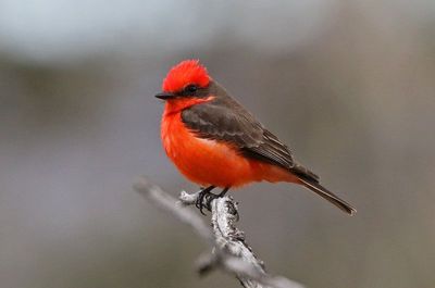 Vermilion Flycatcher2023-05-07