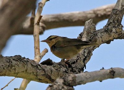 Worm-eating Warbler 2023-05-08