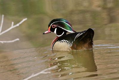 Wood Duck 2023-05-22