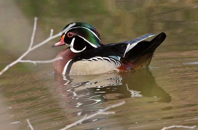 Wood Duck 2023-05-22