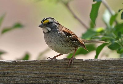 White-throated Sparrow 2023-05-03