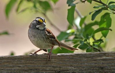 White-throated Sparrow 2023-05-03