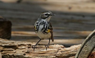 Yellow-rumped Warbler 2023-05-03