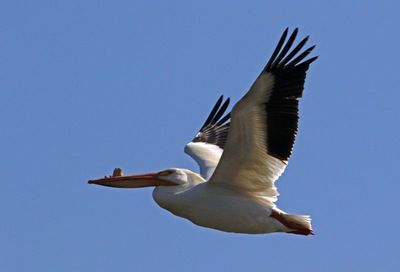 American White Pelican 2023-04-23